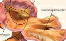 Phát hiện cơ quan mới trong cơ thể người