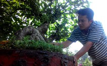 Bonsai, cây ăn trái nhộn nhịp về TP.HCM chuẩn bị bán Tết