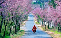 ​Hủy lễ hội mai anh đào Đà Lạt 