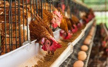 ​Các biện pháp phòng chống bệnh cúm gia cầm lây lan sang người