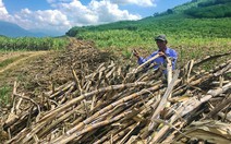 Hàng ngàn tấn mía nằm chờ 'vệ sinh nhà máy' đường Khánh Hòa