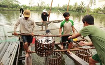 Giá cá tra tăng, người dân lại đua nhau nuôi