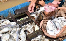 Cá chết trắng thượng nguồn sông Sài Gòn do ô nhiễm