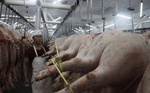 Truy xuất nguồn gốc thịt heo gặp khó