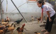 Giúp bạn nghèo từ đàn gà nhỏ