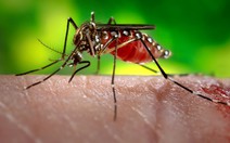 Phòng chống sốt xuất huyết, zika sớm vì mưa sớm