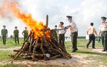 Tiêu hủy heroin vụ án ma túy lớn nhất Bình Dương