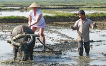 Tây cày ruộng ta, trâu hiểu... tiếng Anh