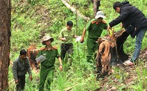 Lâm Đồng: Lâm tặc chặt hạ hàng loạt cây thông 3 lá