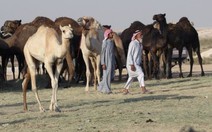 Cô lập Qatar: chơi đòn 'trục xuất' lạc đà và cừu