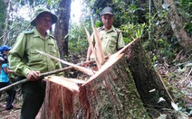 Vụ phá rừng pơmu: khởi tố nguyên đồn phó đồn biên phòng