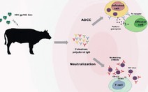 Bò có thể sản sinh kháng thể chống virus HIV