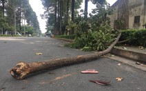 Cành cây gãy đè chết nữ công nhân ngay cổng công ty