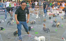 Thi gà đẹp đất Việt