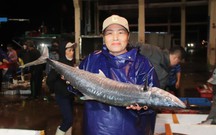 Cảng cá Thọ Quang nhộn nhịp tàu thuyền, ngư dân phấn khởi vì hải sản được giá