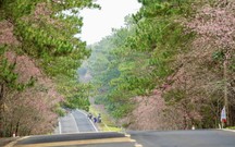 Lý Sơn - Măng Đen 'bắt tay', sáng biển - chiều rừng chẳng phải chuyện mộng mơ