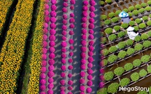 Hoa kiểng Sa Đéc: Giữ gốc rễ - mở lối tương lai