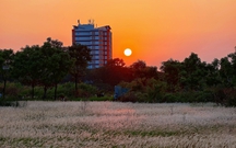 Đồng cỏ thơ mộng tại làng đại học hút khách 'săn' hoàng hôn, check-in