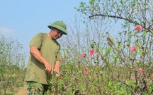 Làng đào Nhật Tân, quất Tứ Liên tất bật vào vụ mới