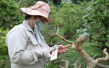 Nhà vườn hướng dẫn chăm mai vàng sau Tết đúng cách