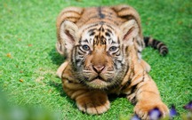 Nghe kể chuyện hổ Bengal đẻ con tại vườn thú FLC Quy Nhơn