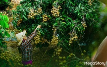 Từ những mùa trái ngọt: Đồng Tháp và hành trình nâng tầm giá trị cho ngành hàng trái cây