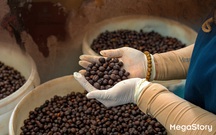 Robusta Việt Nam: Từ nguyên liệu pha trộn đến vị thế dẫn đầu thế giới