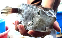 Bè ở Nha Trang bán 1kg cá bò hòm 3,5 triệu đồng không được cấp phép kinh doanh