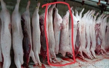 Bộ Công an vào cuộc vụ Công ty C.P. Việt Nam bị ‘tố’ bán thịt heo bệnh