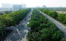 Hà Nội cấm trồng cây trứng cá, cao su, bồ kết và 15 loại cây khác tại nơi công cộng
