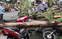 Cây phượng bật gốc, đè chết người đàn ông đứng chờ người thân ở TP.HCM