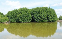 Trồng rừng đước nuôi tôm