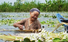 Về Cà Mau mùa nước ngập đồng hái bông súng ma
