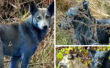 Phát hiện chó lông xanh quanh khu lò hạt nhân Chernobyl