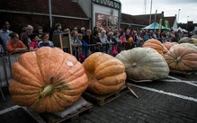 Bí mật sinh học khiến bí ngô phình to như ô tô, còn việt quất nhỏ xíu