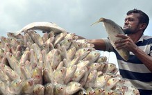 Bangladesh điều tàu chiến bảo vệ cá hilsa