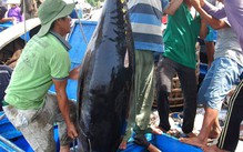 Những thành tựu của ngành Nông nghiệp và Môi trường Đà Nẵng 80 năm qua