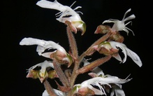 Hoa lan quý hiếm đã nở trên rừng đặc dụng Pù Luông