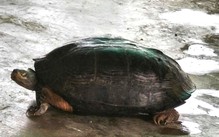 Rùa đầu đen quý hiếm bò vào rẫy sau đợt lũ 'lịch sử' trên sông Cái Phan Rang
