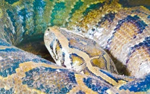 Con trăn 'khổng lồ' dài khoảng 5m, nặng gần 100kg ở Vườn quốc gia U Minh Thượng