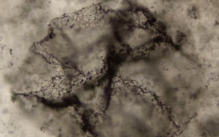 AI phát hiện dấu vết sự sống cổ xưa nhất trên Trái đất