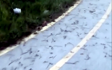 Hàng trăm con giun đất bò lên mặt đường ở Đồng Nai
