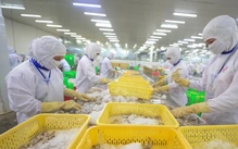 Xuất khẩu tôm bứt tốc, Trung Quốc vượt lên dẫn đầu thị trường nhập khẩu
