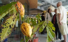 Khách du lịch hào hứng trải nghiệm làm chocolate bên sông Tiền