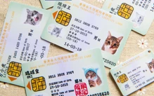 Thú cưng ở Hong Kong có được cấp căn cước định danh?