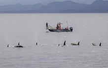 Lần đầu phát hiện cá voi sát thủ và cá heo 'hợp tác' săn mồi