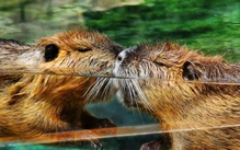 Ai chung thủy hơn, loài người 'tụt hạng' trong nghiên cứu mới của Cambridge