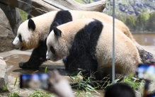 Nhật Bản sắp không có gấu trúc sau nửa thế kỷ