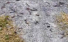 Cơ quan chức năng nói gì về hiện tượng giun đất bò lên mặt đất hàng loạt tại Quảng Trị?