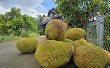 Giá cả đầu ngày: Mít tăng giá gấp ba, hàng tiêu dùng chịu sức ép chi phí đầu vào